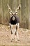 Antilope cervicapra or blackbuck