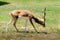 Antilope cervicapraBlackbuckin meadow