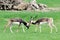 Antilope cervicapraBlackbuckin meadow fighting