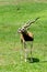 Antilope cervicapraBlackbuckin meadow at the zoo