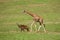 Antilope and Giraffe walking
