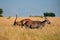 Antilope - Kobus, Uganda