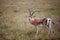 Antilope seen on a safari in Africa