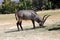 Antilope waterbuck or Kobus ellipsiprymnus