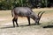 Antilope waterbuck or Kobus ellipsiprymnus