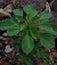 Anting anting herbal plant (acalypha indica) that grows wild in the yard