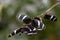 Antiochus longwing butterflies (Heliconius antiochus)