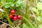 Antioxidant autumn lingonberry background, beautiful berry branch