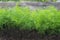 Antioxidant kitchen herbs on the eco farm garden bed. Selective soft focus. Photo of dill harvest for eco cookery business. Young