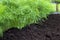 Antioxidant kitchen herbs on the eco farm garden bed. Selective soft focus. Photo of dill harvest for eco cookery business. Young