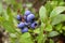 Antioxidant rich wild blueberry shrub