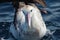 Antipodean Albatross in Australasia