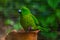 Antipodes Island Parakeet at Kiwi birdlife park in Queenstown, New Zealand