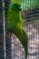 Antipodes Island Parakeet at Kiwi birdlife park in Queenstown, New Zealand