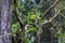 Antipodes Island Parakeet on tree branch