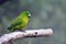 Antipodes parakeet bird sitting on a tree branc