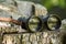 Antique binoculars on tree stump in nature setting reflecting outdoor landscape