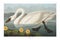 Antique bird illustration. Common american swan.