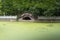 Antique bridge under a tree.