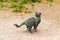 Antique bronze resting cat monument on the street. Metal figure of a cat in Stogkolm