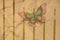 Antique Butterfly Background