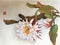 Antique Chinese Painting Cactus Epiphyllum Flowers Flowers Flower Blossom Floral Bird Brush Paintings Watercolor Sign Seal Chop