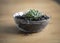 Antique clear glass bowl holds tiny succulent on a rustic pine table top with blurry background