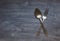 Antique cutlery on wooden background