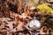 Antique decayed pocket watch in nature