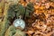 Antique decayed pocket watch in nature