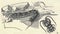Antique engraved illustration of the brown centipede. Vintage illustration of the stone centipede. Old engraved picture