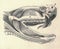 Antique engraved illustration of the common viper head. Vintage illustration of the common viper head. Old engraved