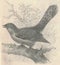 Antique engraved illustration of the cuckoo. Vintage illustration of the cuckoo. Old engraved picture of the bird.