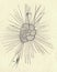 Antique engraved illustration of a foraminifera. Vintage illustration of a foraminifera. Old picture. Book illustration