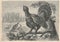 Antique engraved illustration of the grouse. Vintage illustration of the grouse. Old engraved picture of the bird.