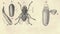 Antique engraved illustration of the housefly Musca domestica metamorphosis. Vintage illustration of the housefly Musca