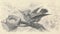 Antique engraved illustration of the hummingbird. Vintage illustration of the hummer. Old engraved picture of the bird.