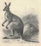 Antique engraved illustration of the kangaroo. Vintage illustration of the kangaroo. Old engraved picture of the animal.