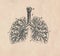 Antique engraved illustration of a mammalian respiratory system. Vintage illustration of a mammalian respiratory system