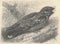 Antique engraved illustration of the nightjar. Vintage illustration of the goatsucker. Old engraved picture of the bird.