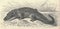 Antique engraved illustration of the Nile crocodile. Vintage illustration of the Nile crocodile. Old engraved picture of