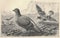 Antique engraved illustration of the pigeon. Vintage illustration of the dove. Old engraved picture of the bird