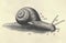 Antique engraved illustration of the Roman snail. Vintage illustration of the Burgundy snail. Old engraved picture of