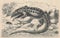 Antique engraved illustration of the sand lizard. Vintage illustration of the sand lizard. Old engraved picture of the