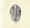 Antique engraved illustration of trilobite. Vintage illustration of the trilobite. Old engraved picture of the trilobite