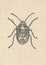 Antique engraved illustration of the true bug. Vintage illustration of the bug. Old engraved picture of the Hemiptera.