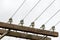 Antique glass insulators on wooden telegraph pole