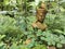 Antique golden Buddha sculpture lost and abandoned in nature with plenty of vegetation