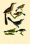 Antique Illustration of Colourful Birds of America