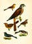 Antique Illustration of Colourful Birds of America